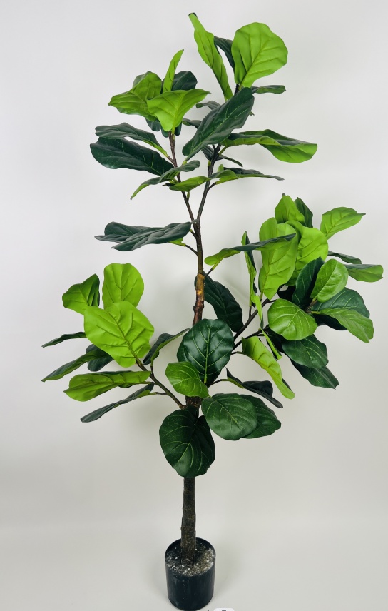 Ficus Lyrata Tree, 71", 63 Leaves.