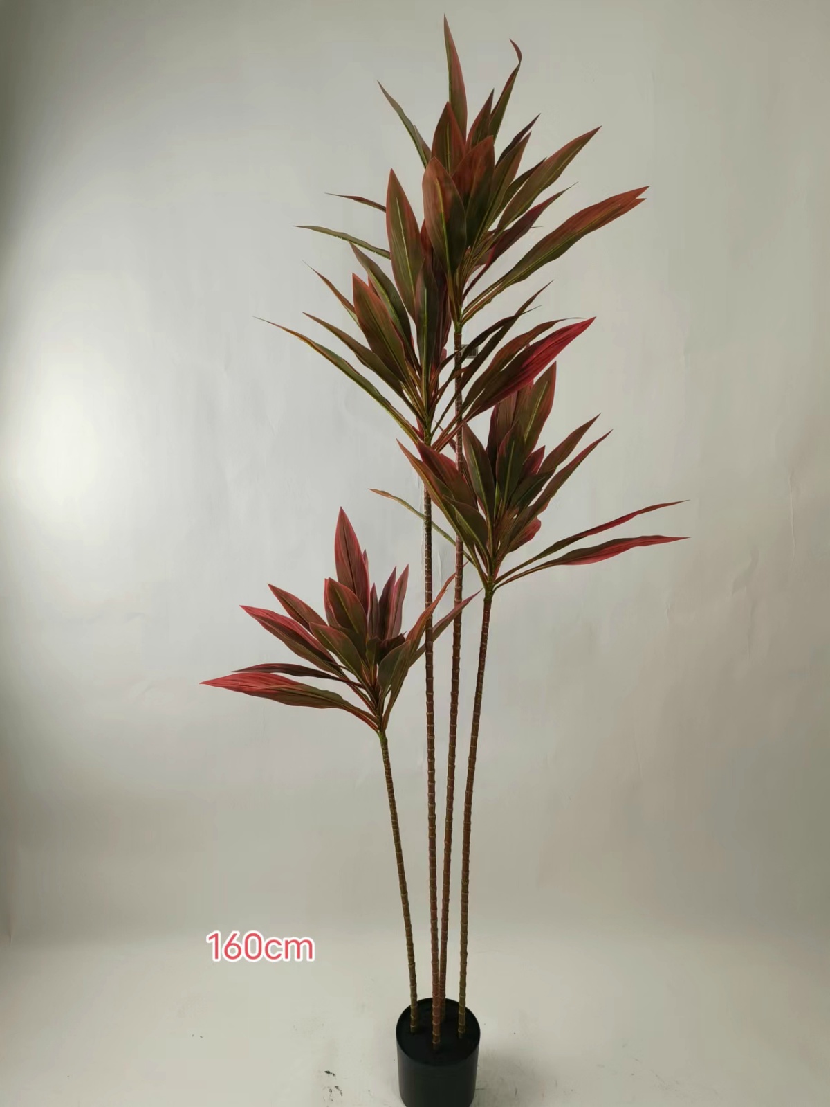 55" Multi-Color Cordyline 4-Stem