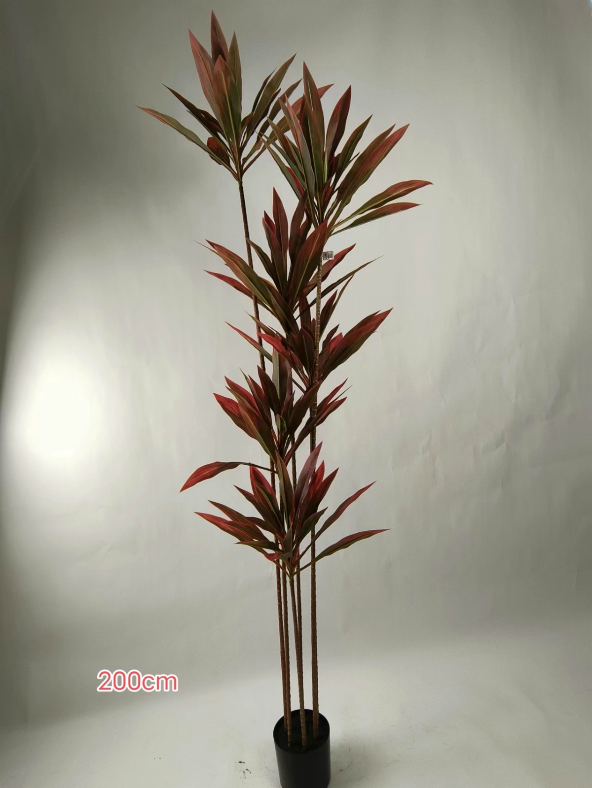78" Multi-Color Cordyline, 6 Stems