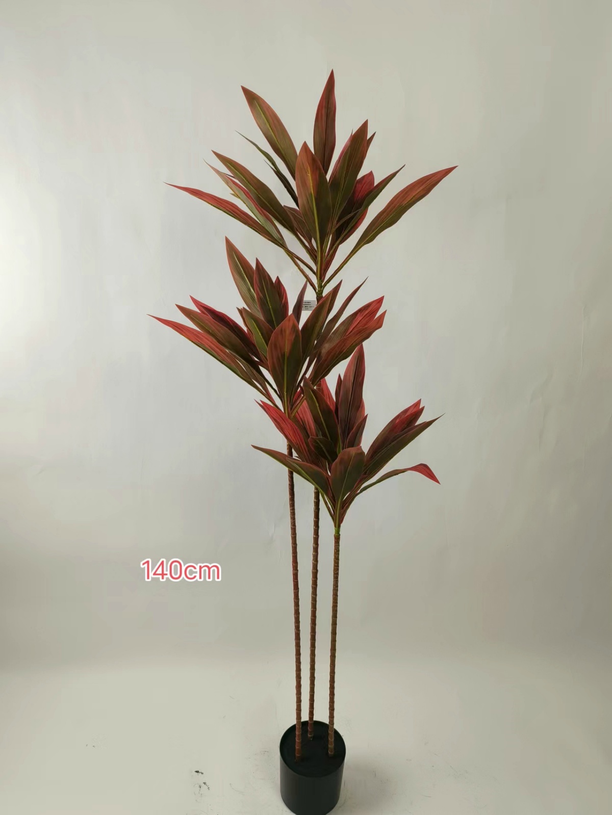 55" Variegated Cordyline, 3 Stems (Calathea Orbifolia)