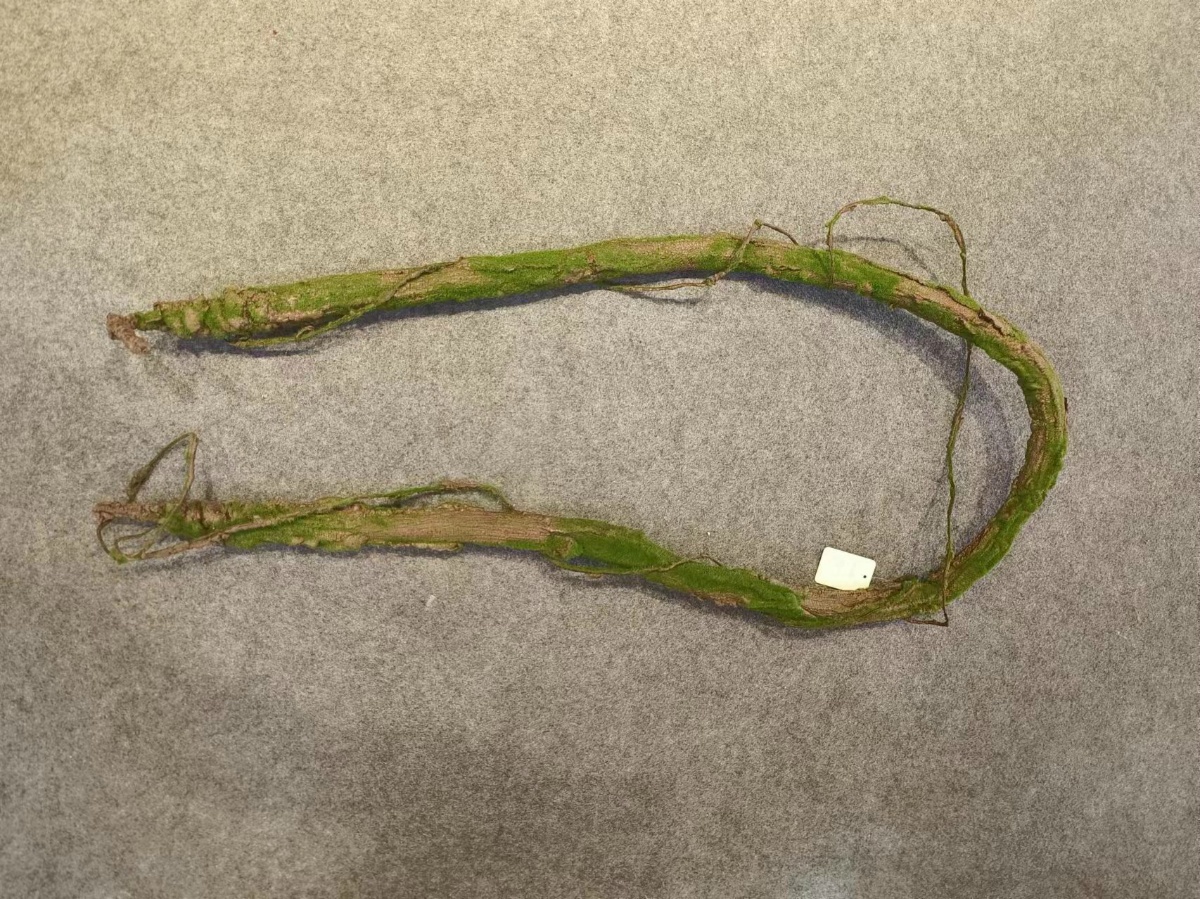 78" Wild Vine (Small)
