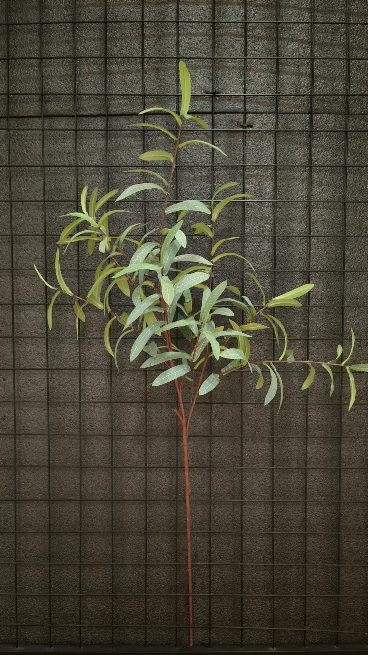 38" 10-Fork Olive Branch, Red, Gray, No Fruit.