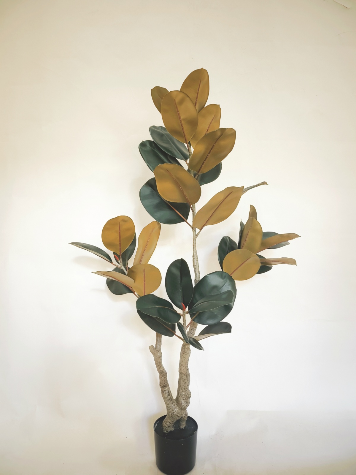 55" 4-Head Rubber Plant Black Gold.