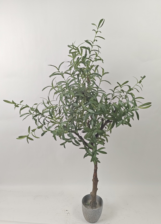 Olive Tree with Fruit, 59