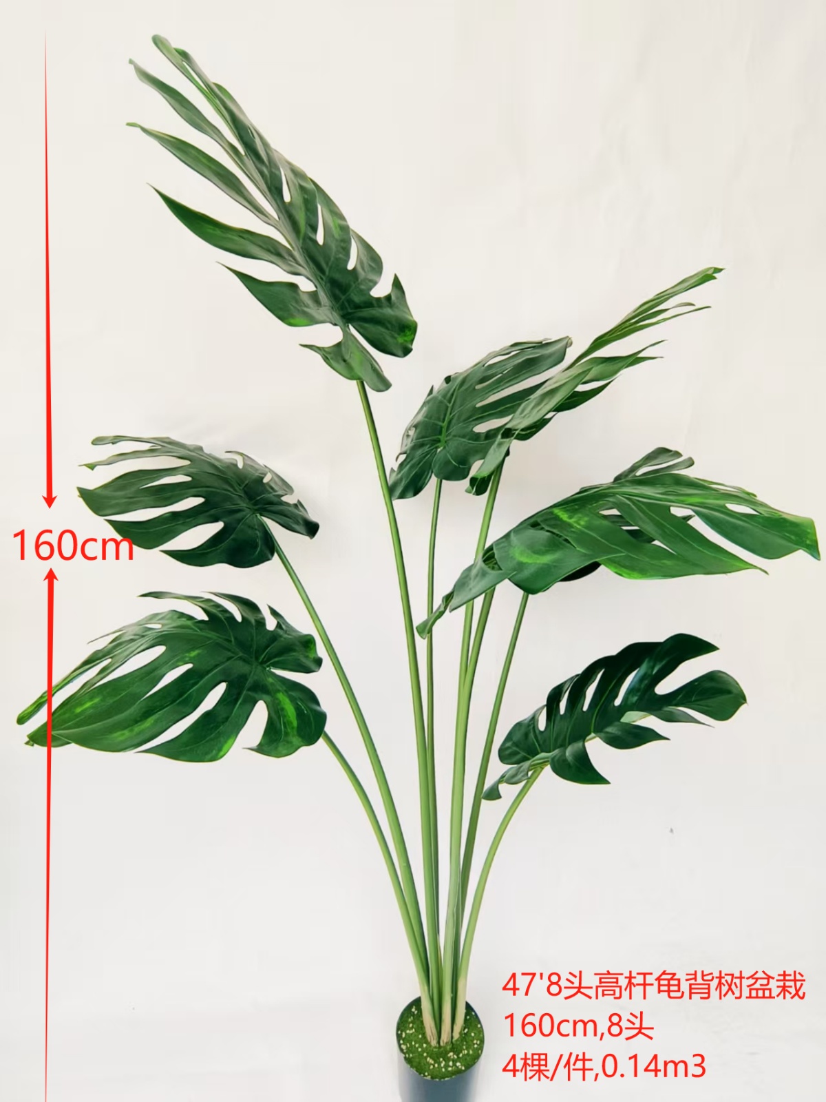 7-Head Monstera, 47'8.
