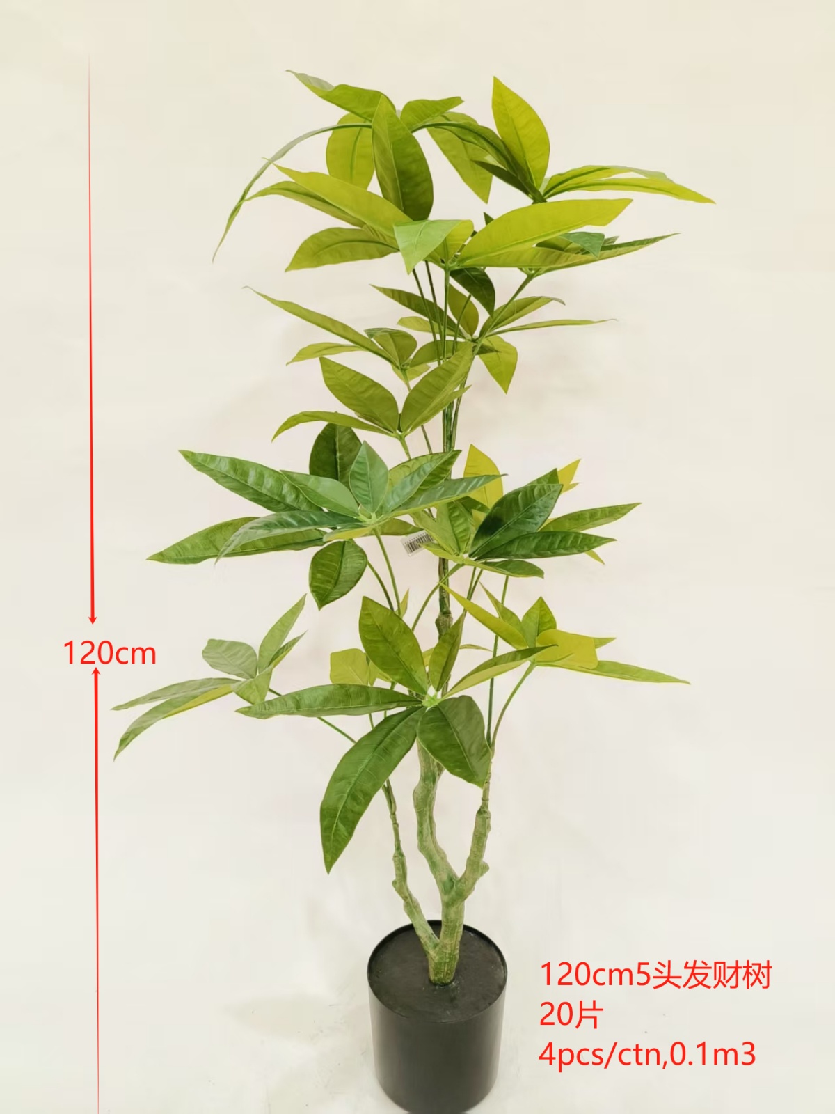 Money Leaf, 5-Head, 120cm