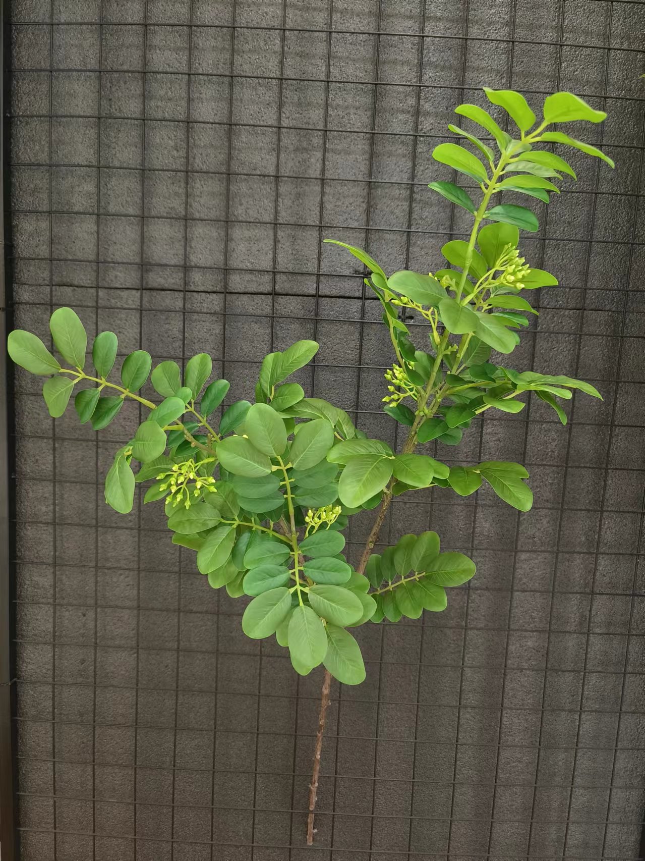 XJHJ10011-1