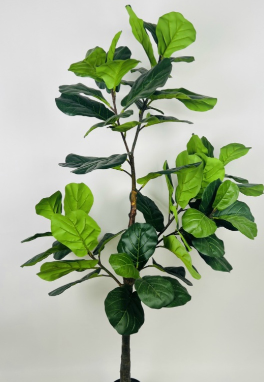 71" Ficus Lyrata Tree Style A 63 Leaves No Pot