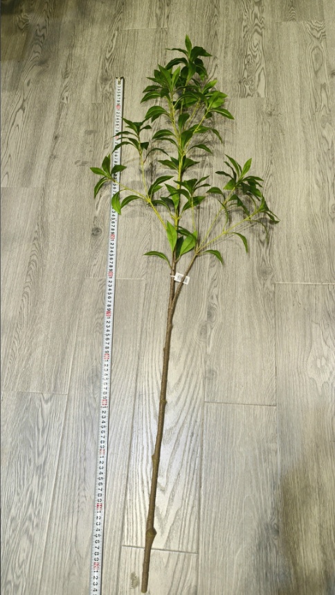 50”3CMZMDZLS