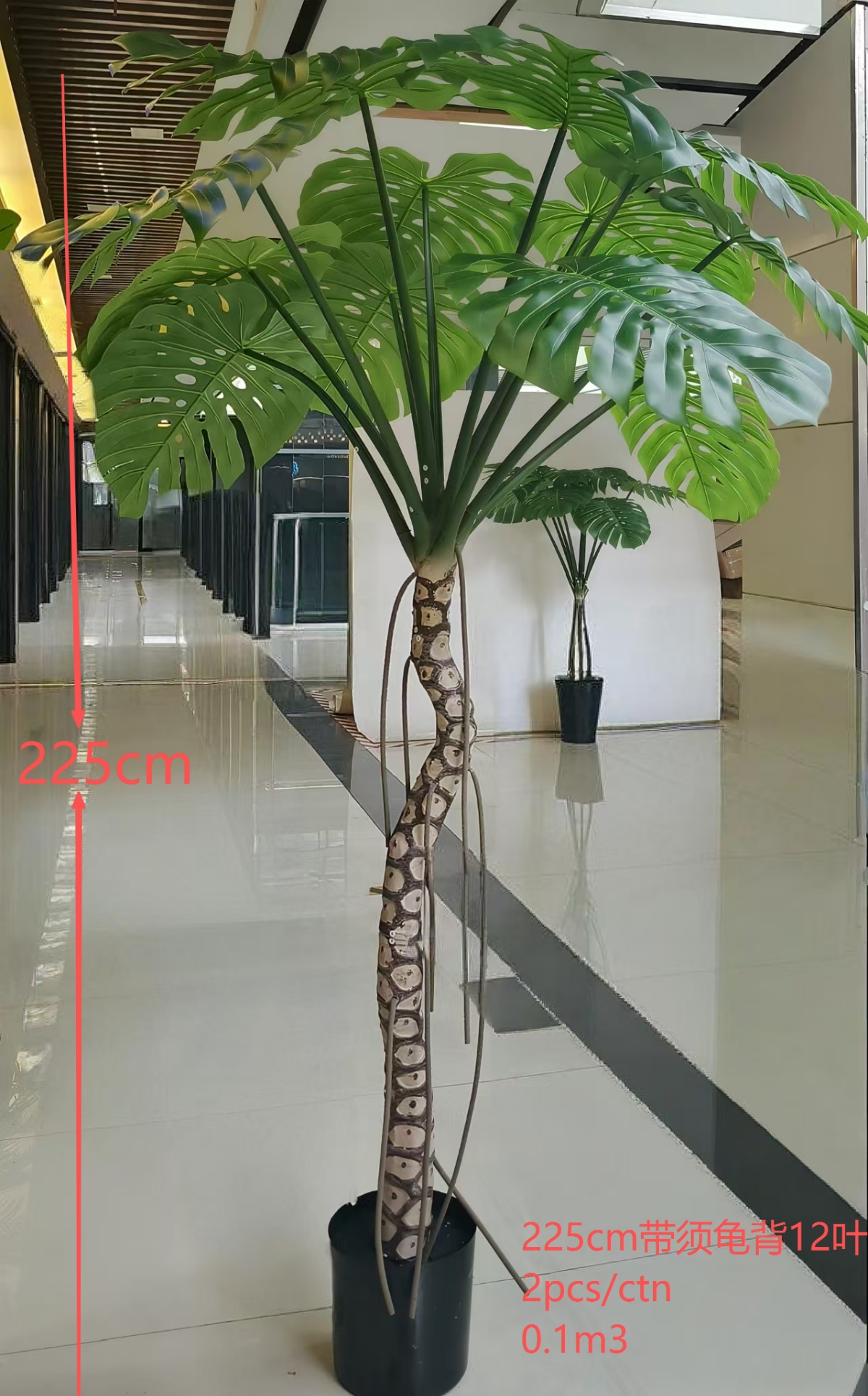 225cm Monstera 12-Leaf with Roots Green