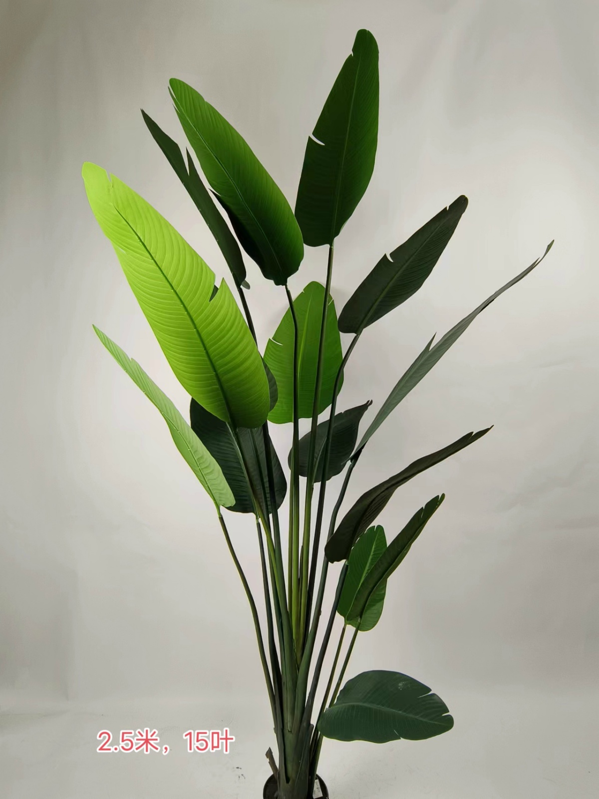XJWBX22107-250