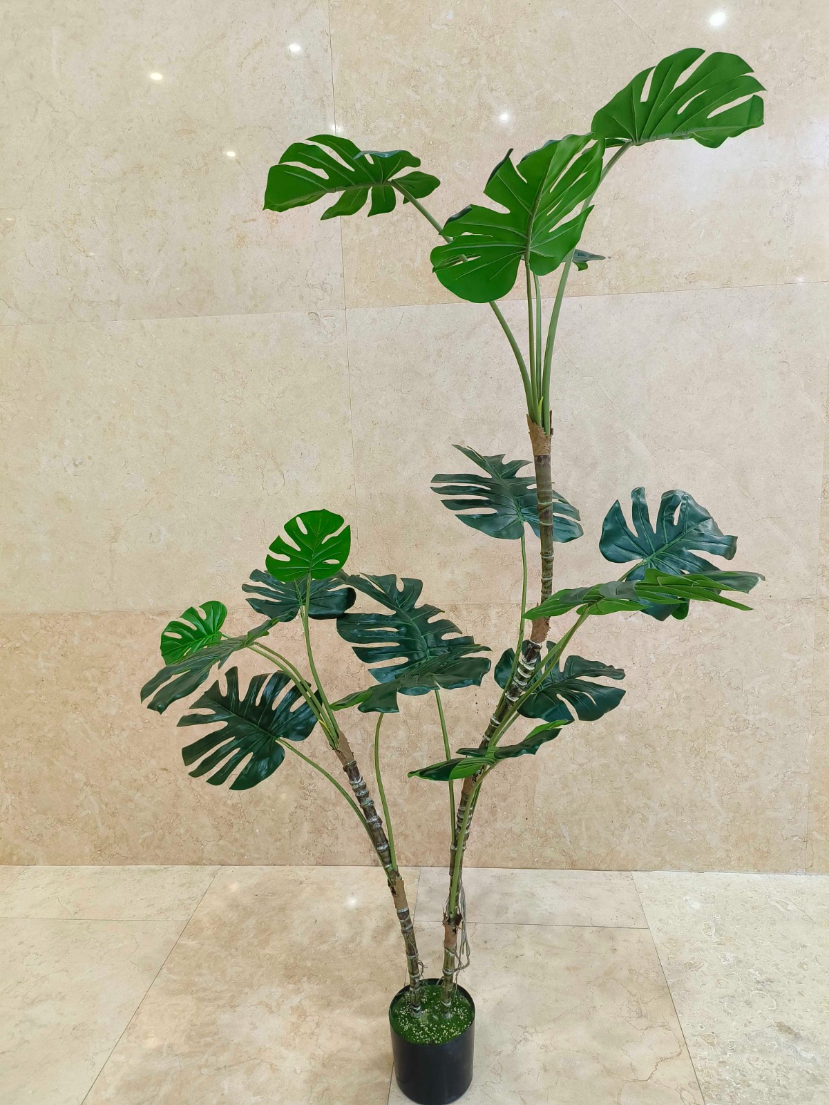 7" Monstera