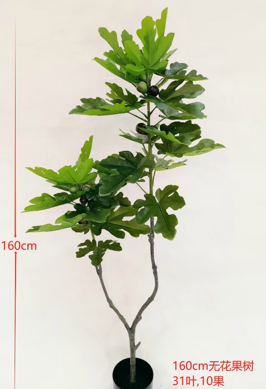 Fig Tree, 160cm, No Pot