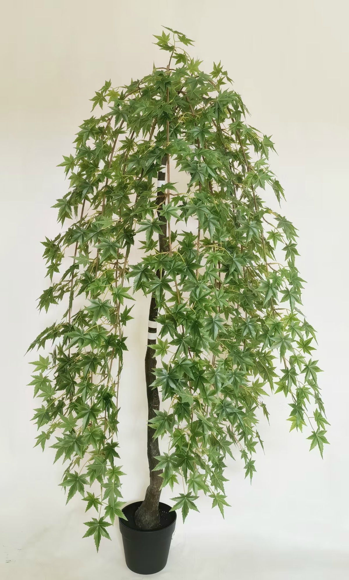 Maple (Green)