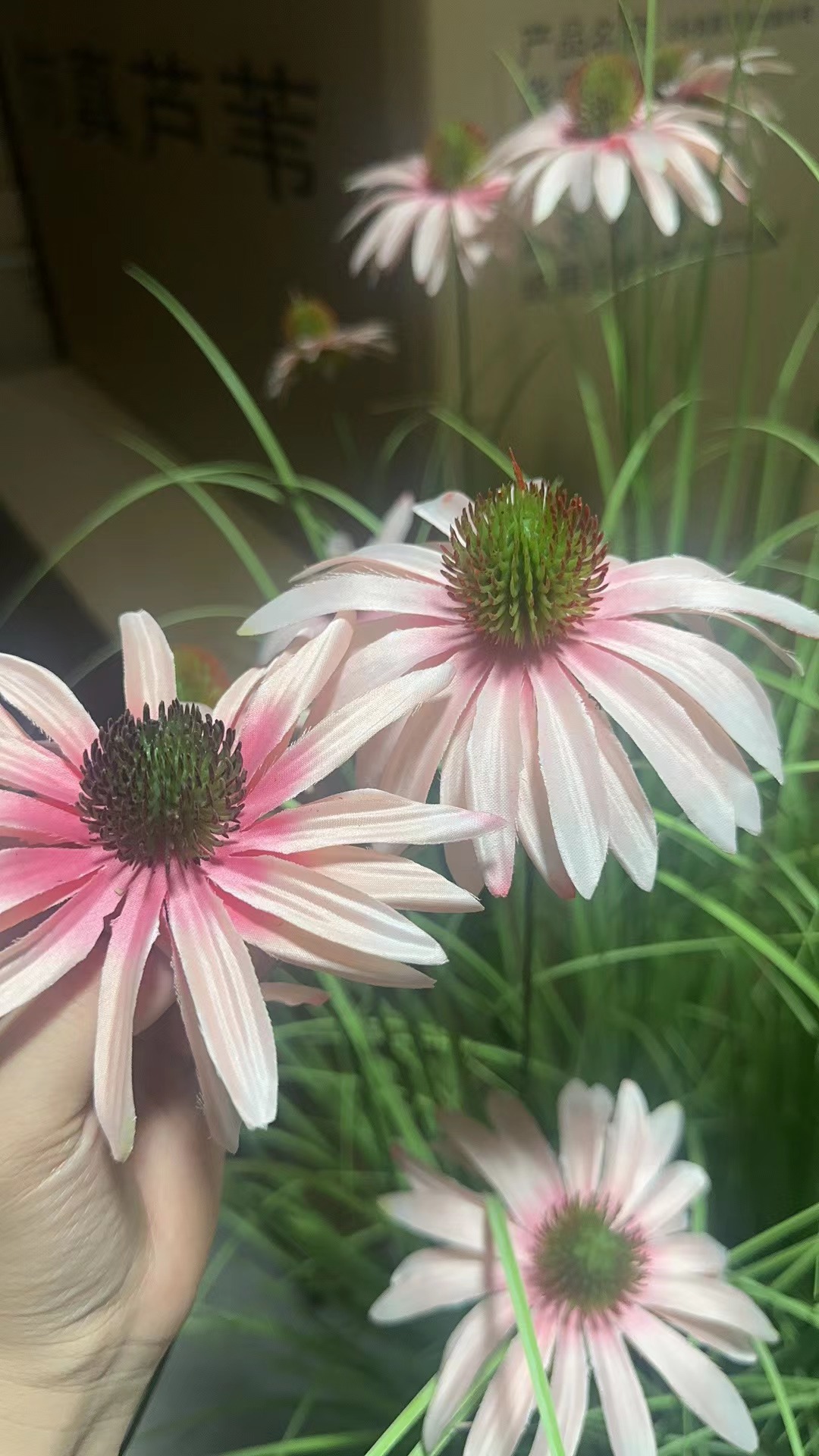 Pine Cone Flower, Pink, Small, Double-Layer