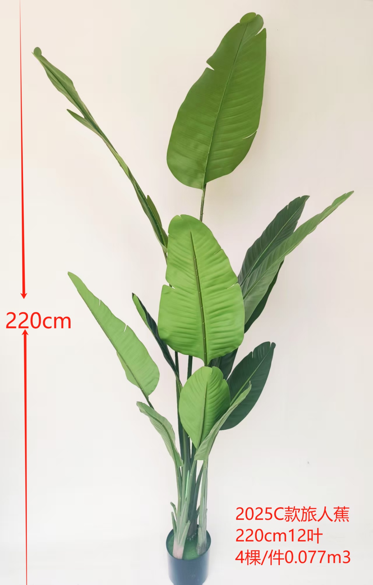 Traveler's Palm 220cm