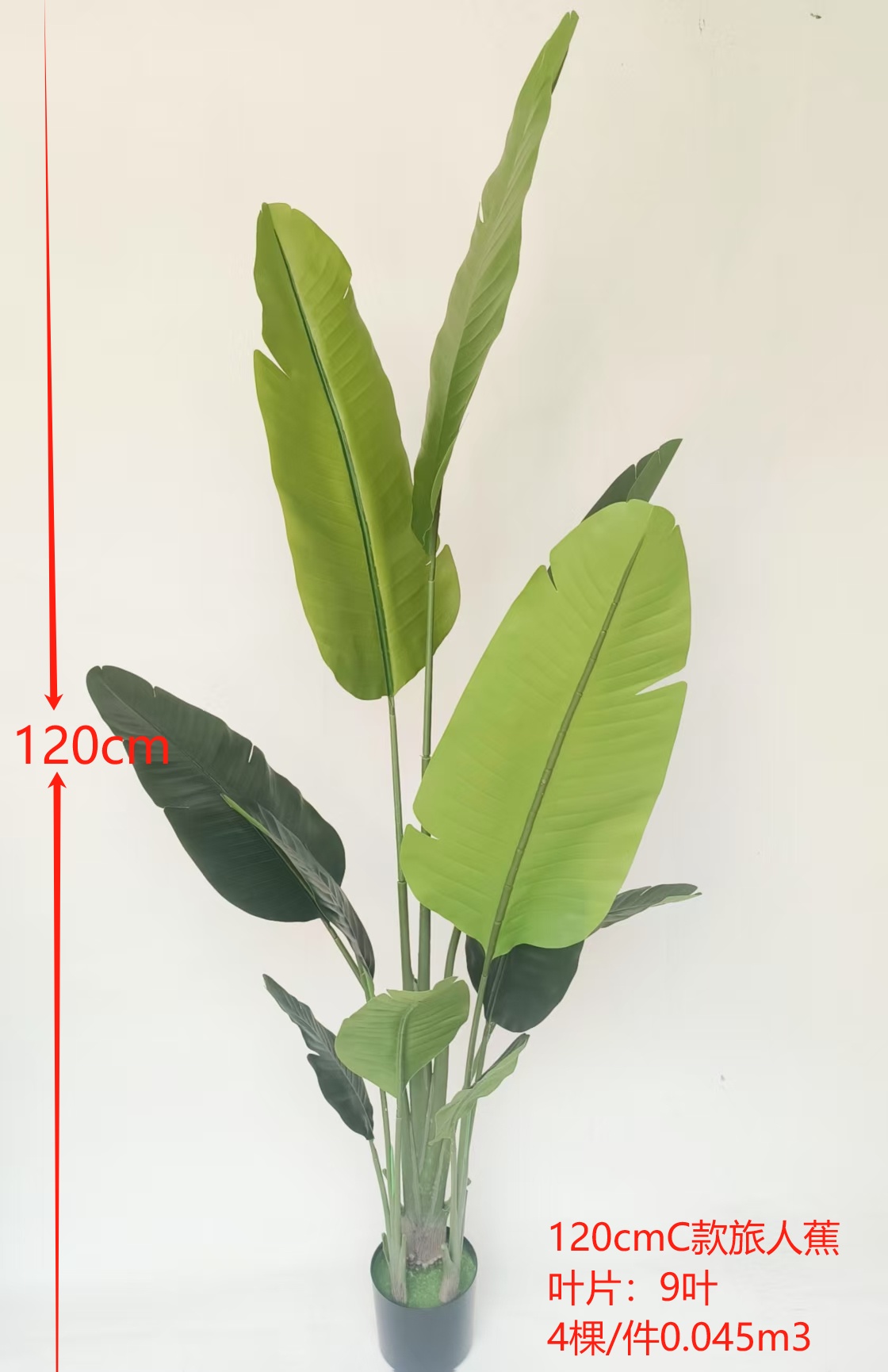 Traveler's Palm 120cm
