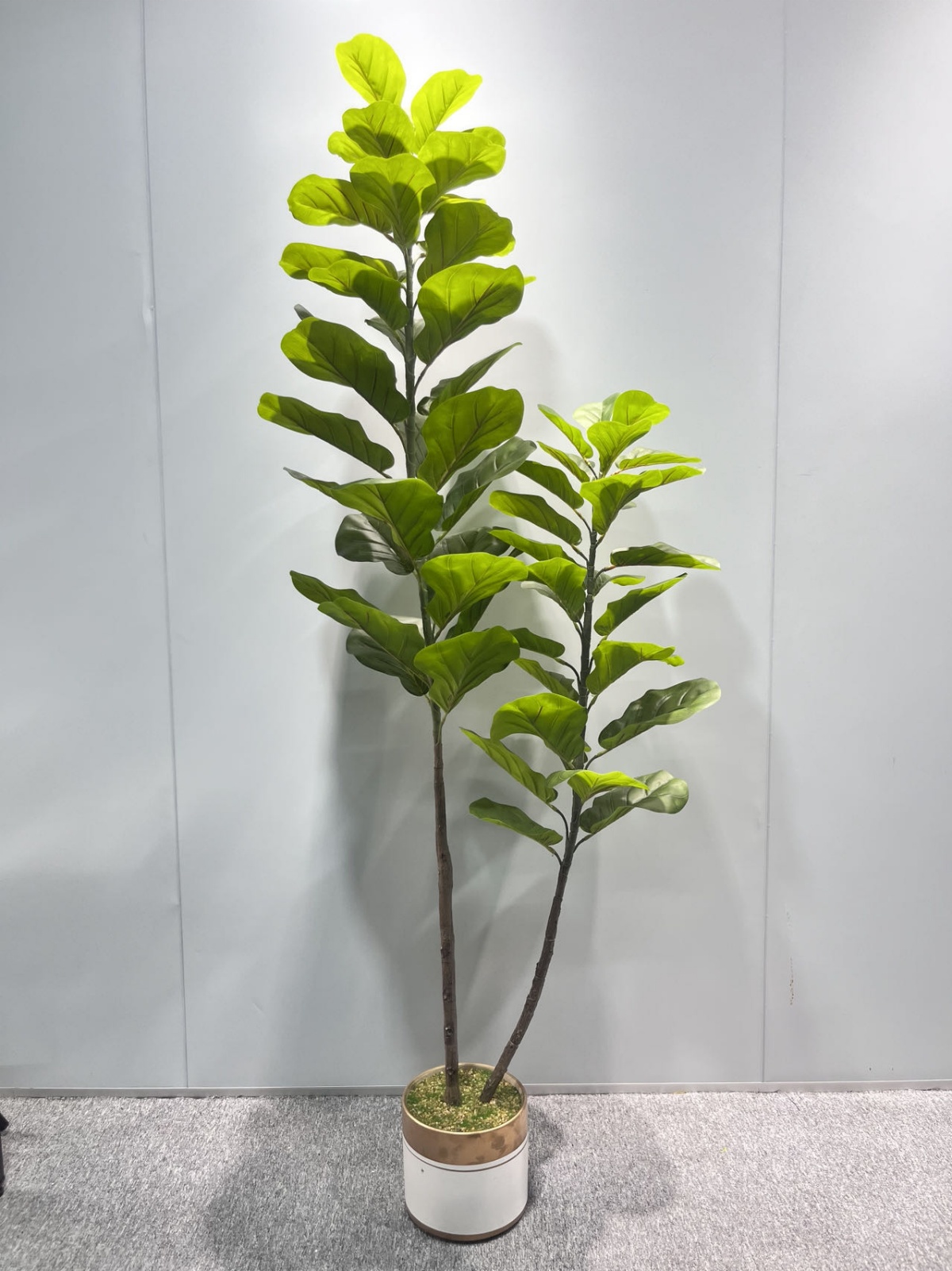 Ficus Lyrata Dua Batang 3D 180cm