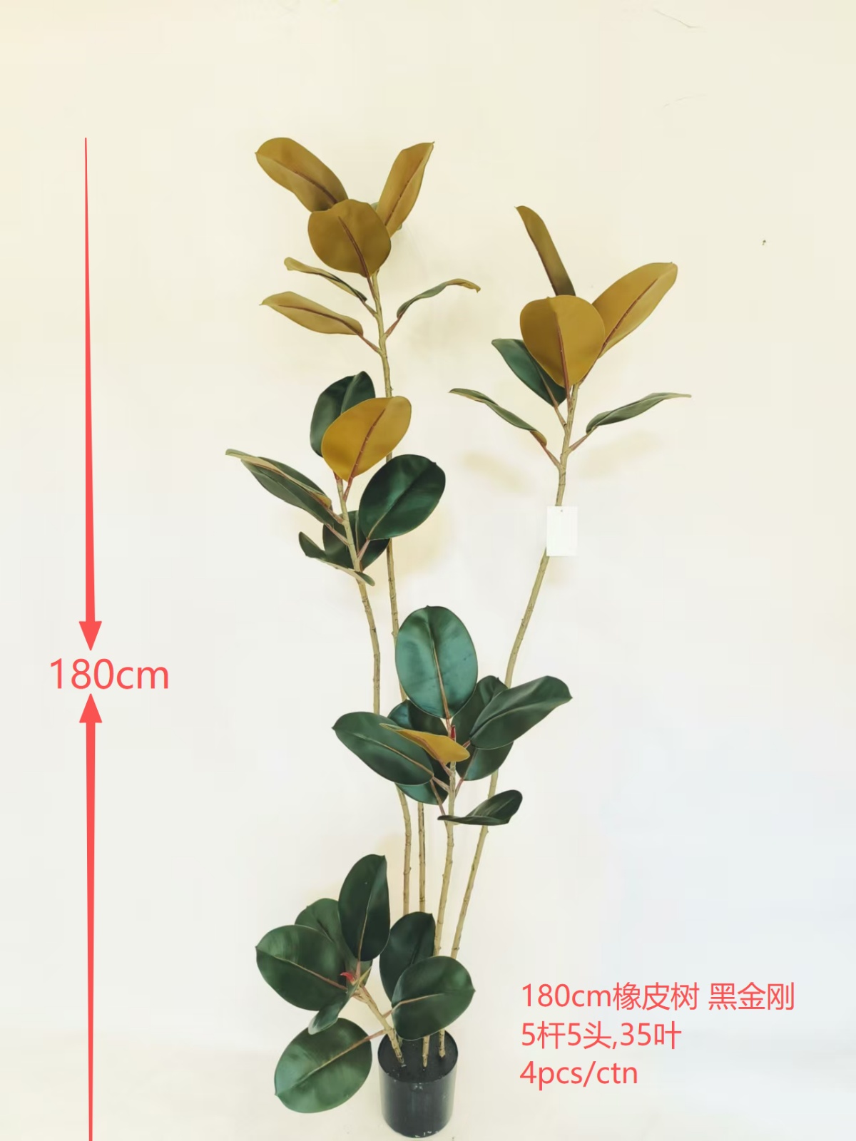 Rubber Tree 5-Stem 5-Head 180cm Black Kong.