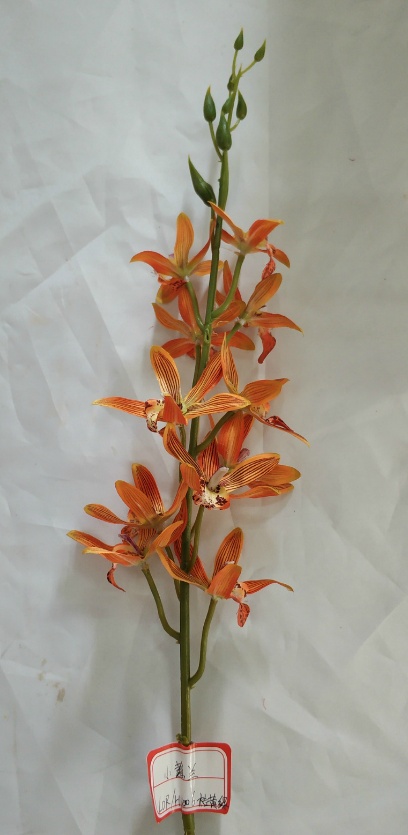 33" Dendrobium Branch with 12 Flowers