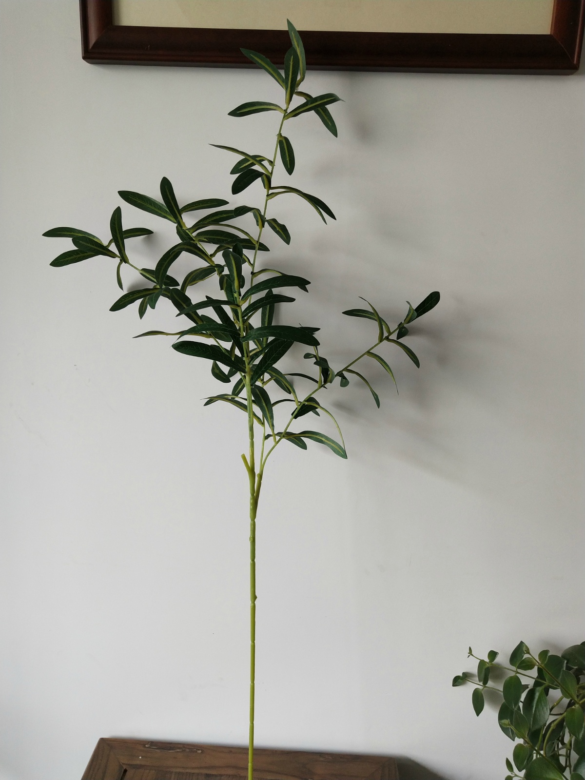 35" Olive Branch, 6-Fork, No Fruit.