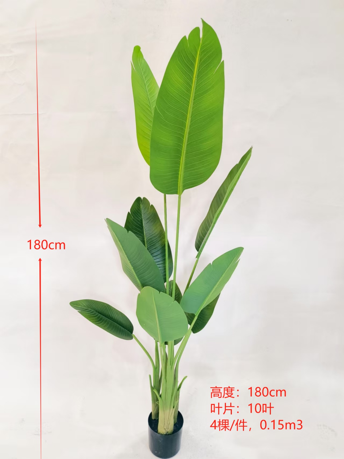 Traveler's Palm, 1.8m, 10-Leaf, 3-Stem.
