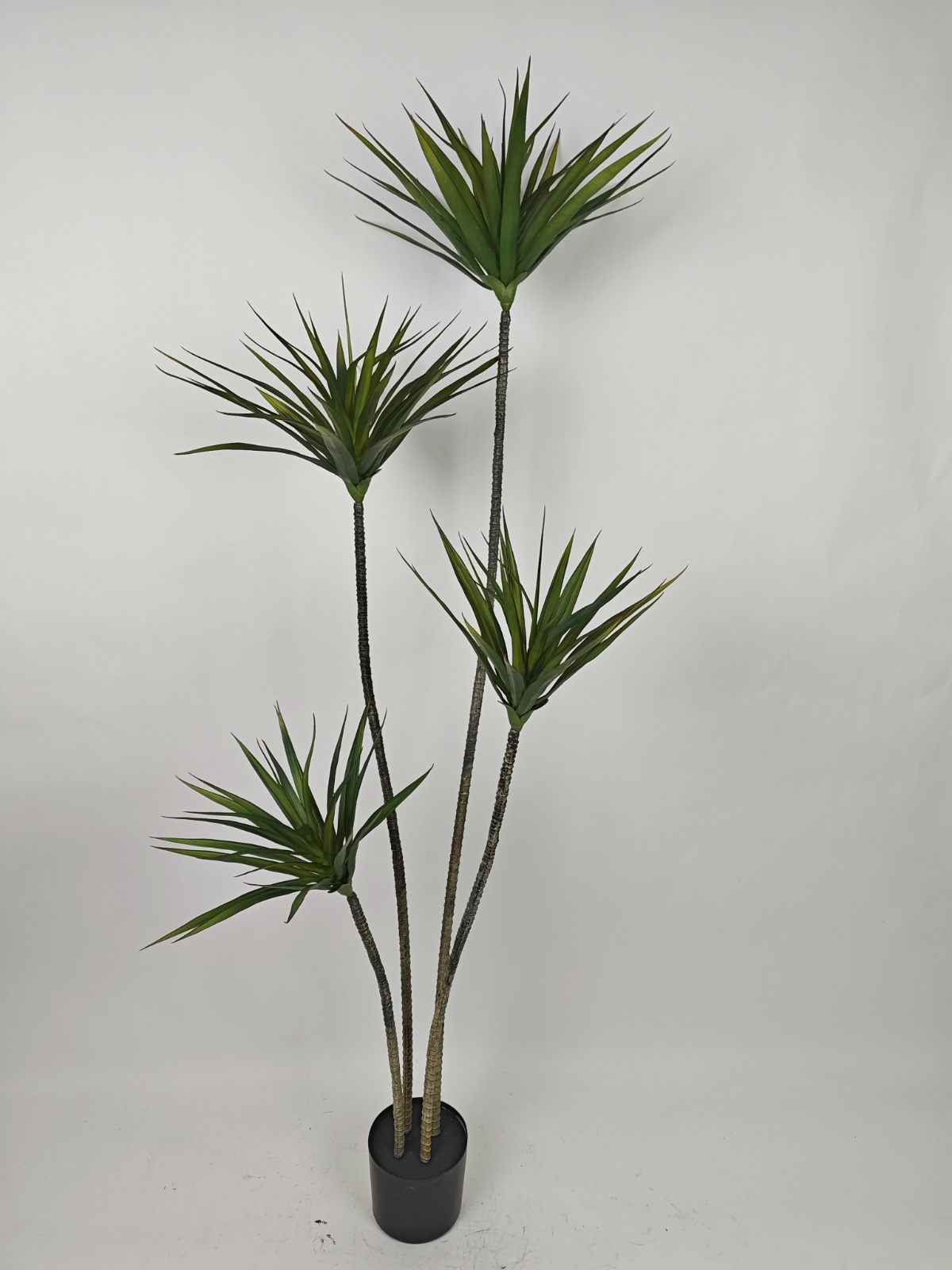 70" Four-Stem Dracaena